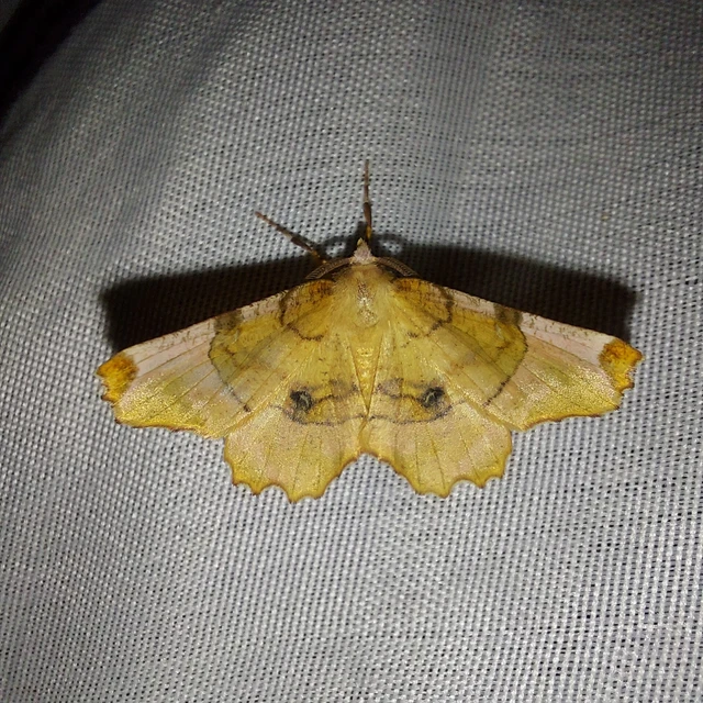 Selenia lunularia - egyfoltos holdasaraszoló