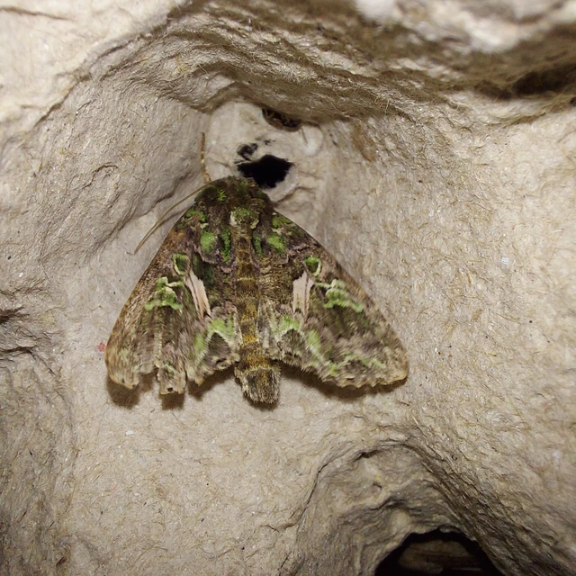 Trachea atriplicis - nyári zöldbagoly