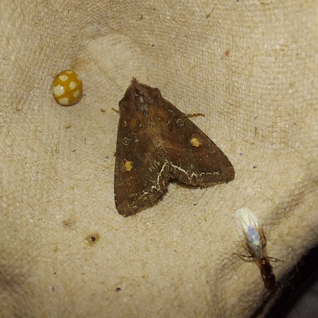 Lacanobia oleracea - saláta-kertibagoly