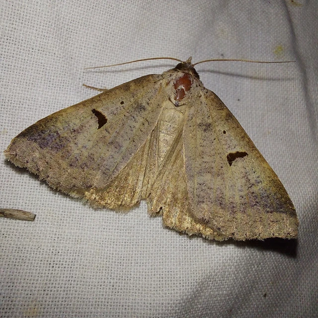 Lygephila lusoria - nagy csüdfűbagoly