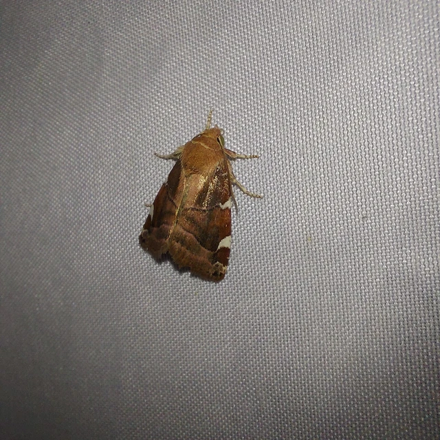 Cosmia diffinis - szilfa-lombbagoly