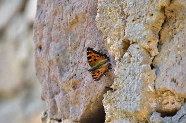 Nymphalis polychloros - nagy rókalepke
