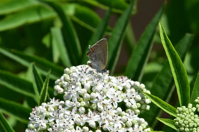 Satyrium acaciae - akác-csücsköslepke