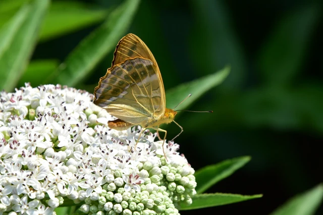 Argynnis paphia - nagy gyöngyházlepke