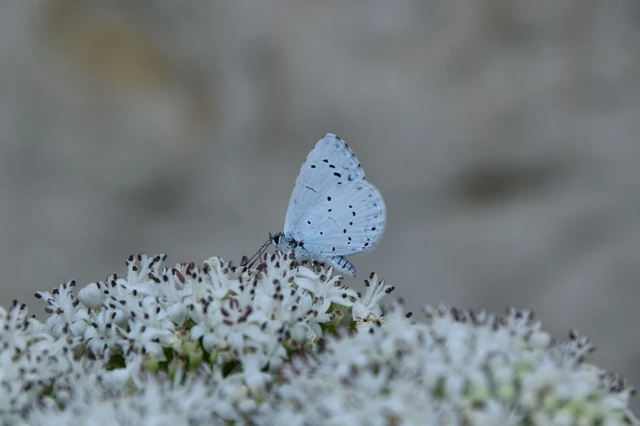 Celastrina argiolus - bengeboglárka