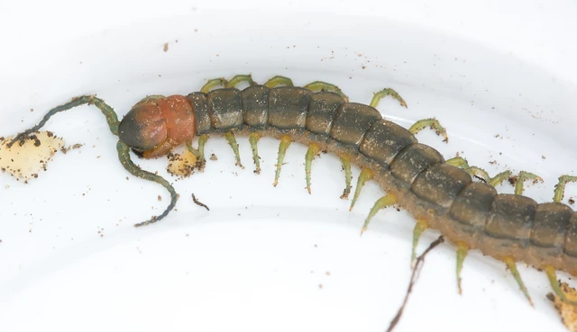 Chilopoda - Százlábúak