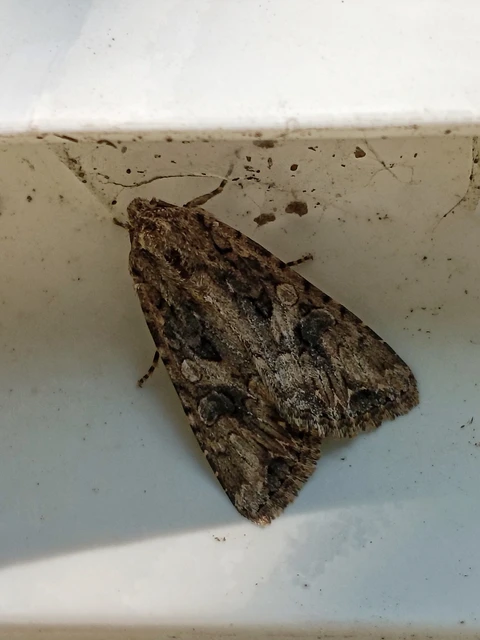 Hadula trifolii - lóherebagoly