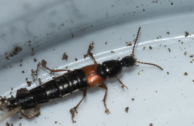 Philonthus lepidus - rövidszárnyú ganajholyva