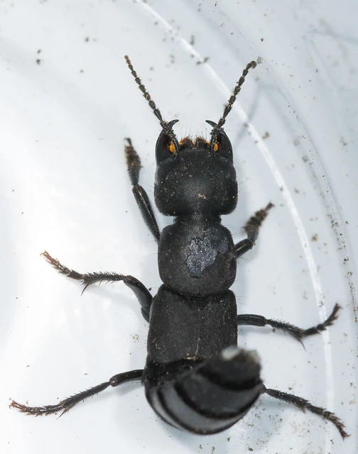 Ocypus
