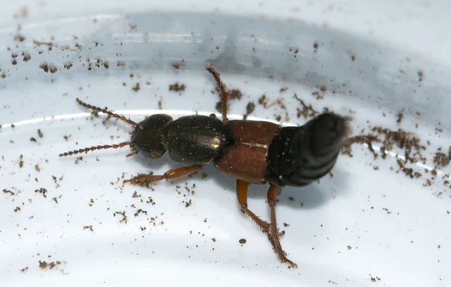 Ocypus fulvipennis - vörösszárnyú holyva
