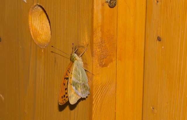 Argynnis paphia - nagy gyöngyházlepke