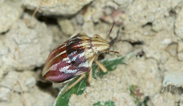 Odontotarsus Odontotarsus