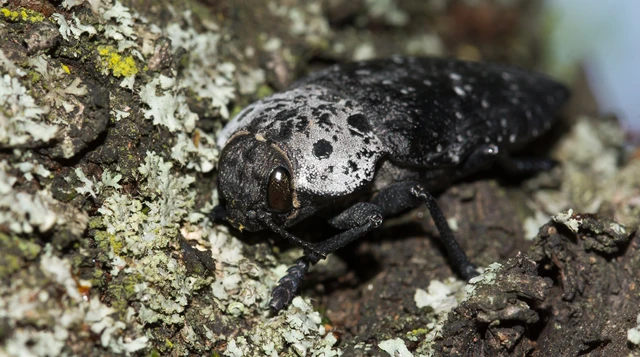 Capnodis tenebrionis - kökény-tükrösdíszbogár