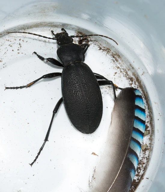 Carabus coriaceus - bőrfutrinka Carabus coriaceus - bőrfutrinka