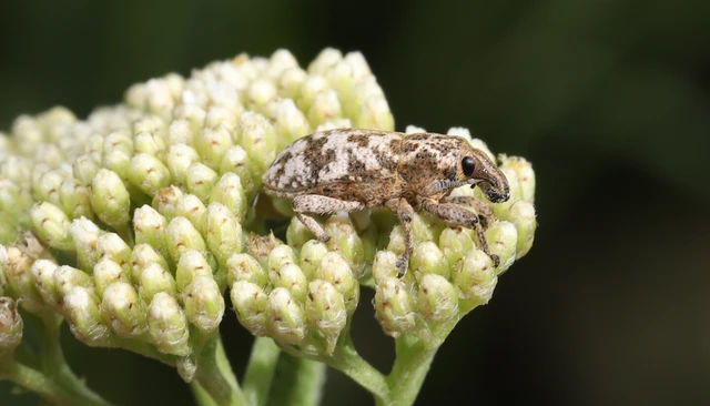 Cyphocleonus dealbatus - márványos barkó