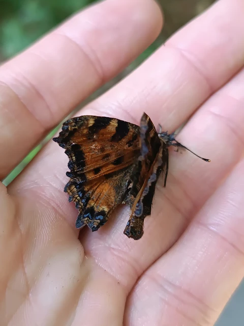 Nymphalis polychloros - nagy rókalepke