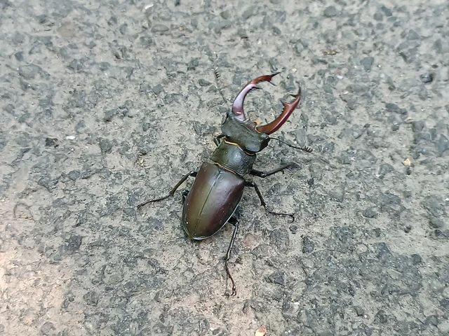 Lucanus cervus - nagy szarvasbogár