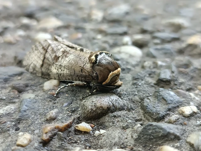 Cossus cossus - fűzfarontólepke
