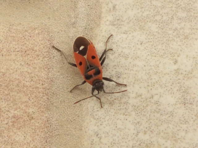 Melanocoryphus albomaculatus - nagy fehérfoltos-bodobács