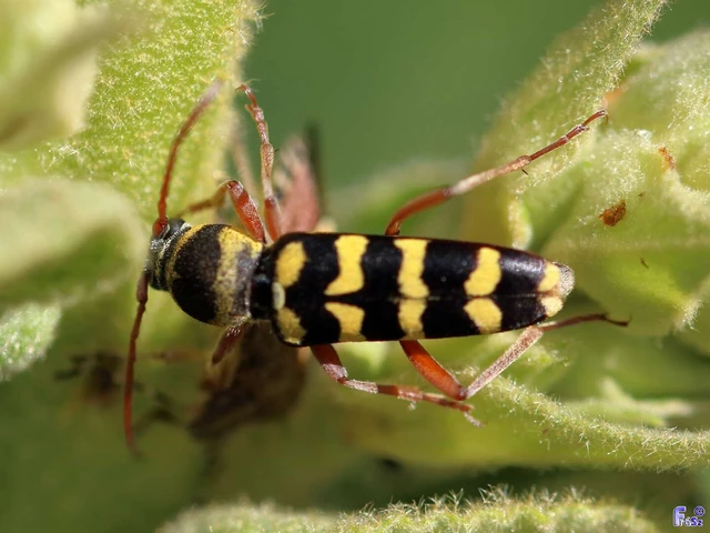 Echinocerus floralis - lucerna-darázscincér