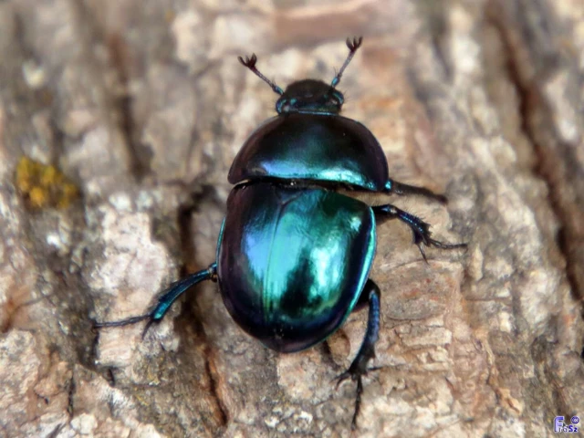 Trypocopris vernalis - tavaszi álganéjtúró