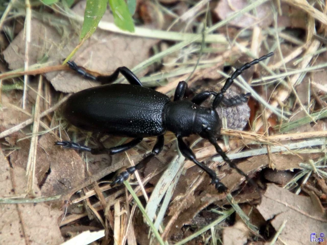 Dorcadion aethiops - fekete gyalogcincér Dorcadion aethiops - fekete gyalogcincér