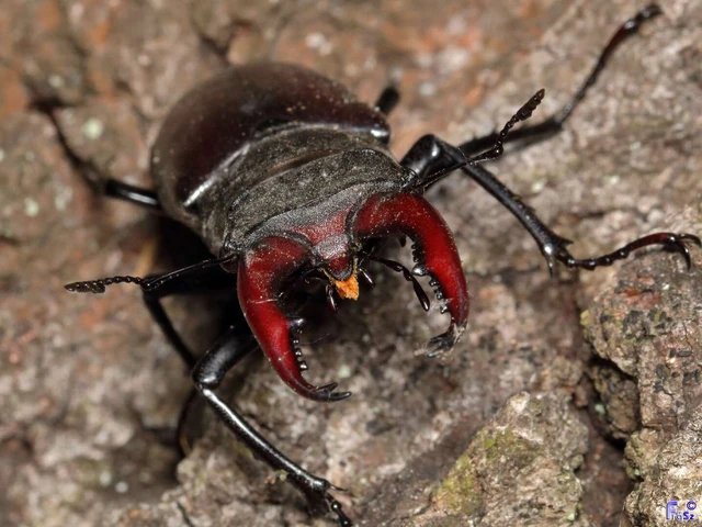 Lucanus cervus - nagy szarvasbogár