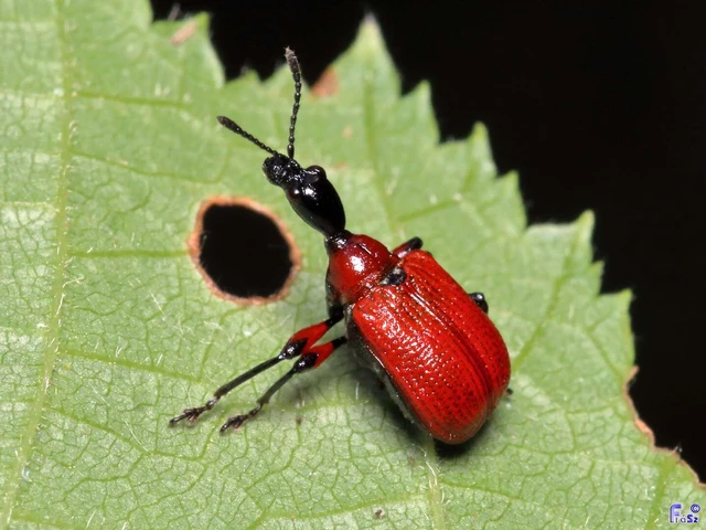 Apoderus coryli - mogyoró-levélsodró