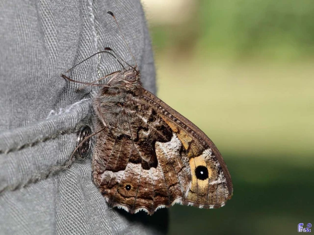 Hipparchia semele - barna szemeslepke