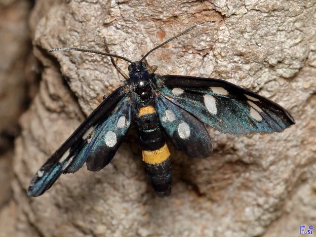 Amata phegea - fehérpettyes álcsüngőlepke
