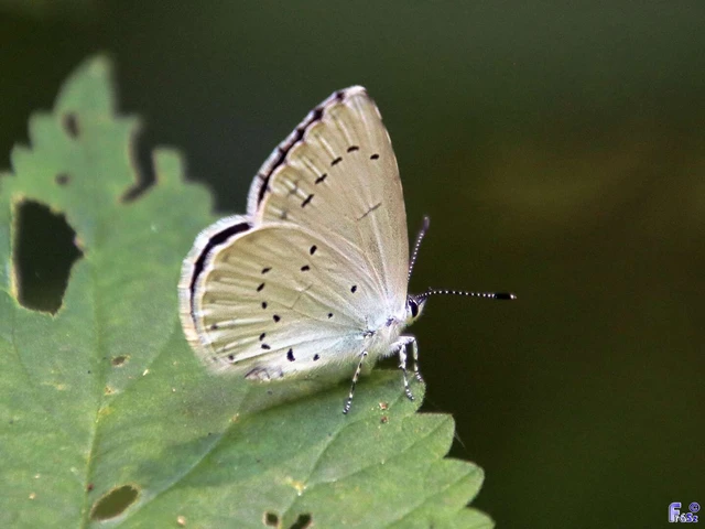 Celastrina argiolus - bengeboglárka