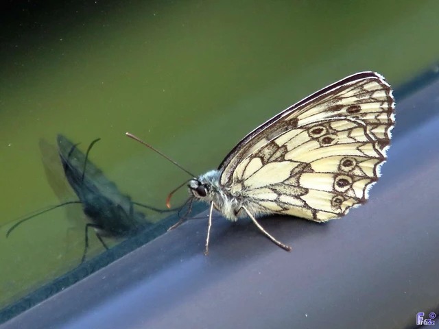 Melanargia galathea - sakktáblalepke
