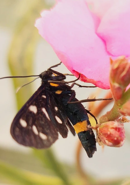 Amata phegea - fehérpettyes álcsüngőlepke