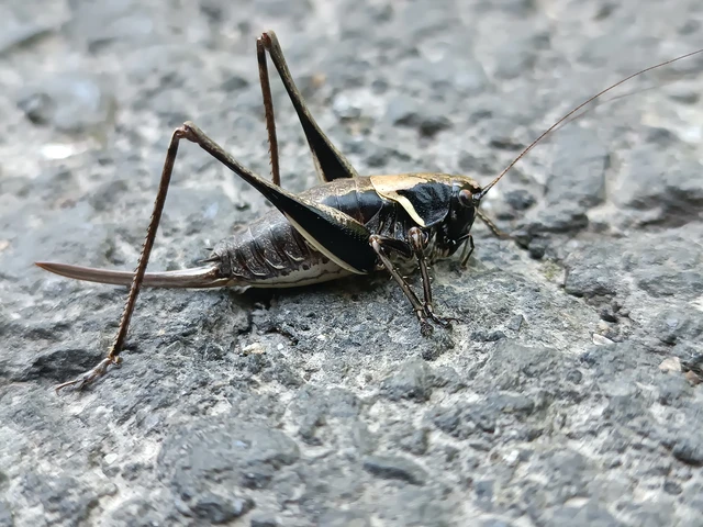 Pholidoptera aptera - nagy avarszöcske
