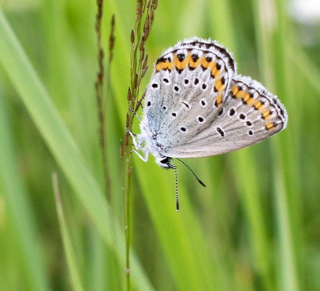 Plebejus argyrognomon - tintakék boglárka