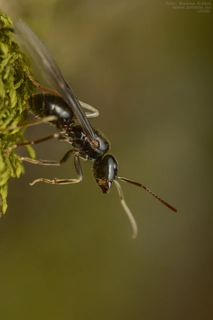 Lasius fuliginosus - kartonépítő fahangya