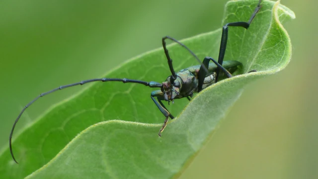 Aromia moschata - pézsmacincér
