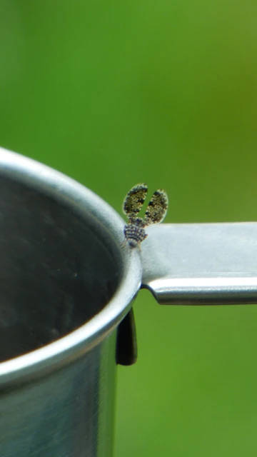 Callopistromyia annulipes - pávalégy