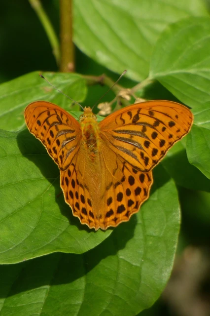 Argynnis paphia - nagy gyöngyházlepke