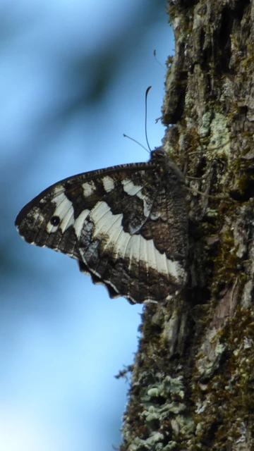 Brintesia circe - fehéröves szemeslepke