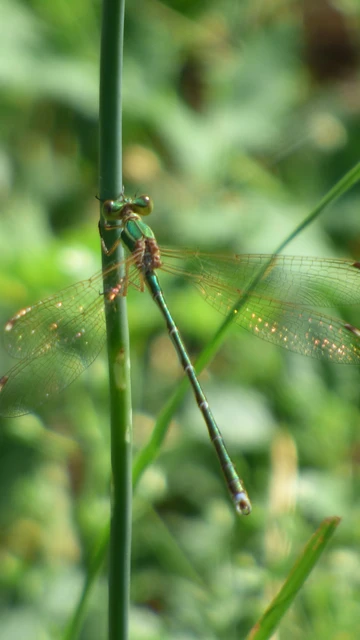Lestes barbarus - foltosszárnyjegyű rablószitakötő Lestes barbarus - foltosszárnyjegyű rablószitakötő