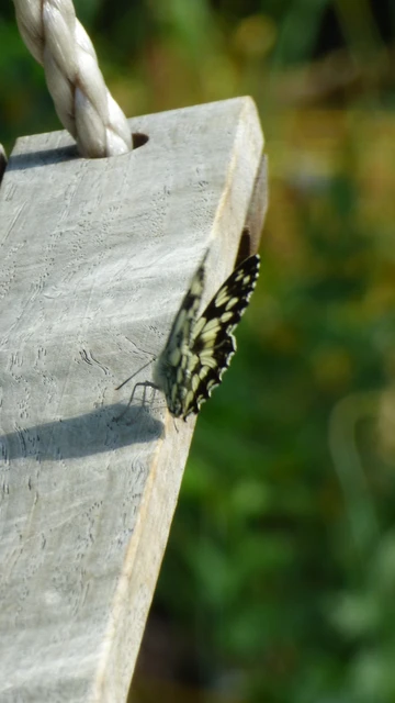 Melanargia galathea - sakktáblalepke
