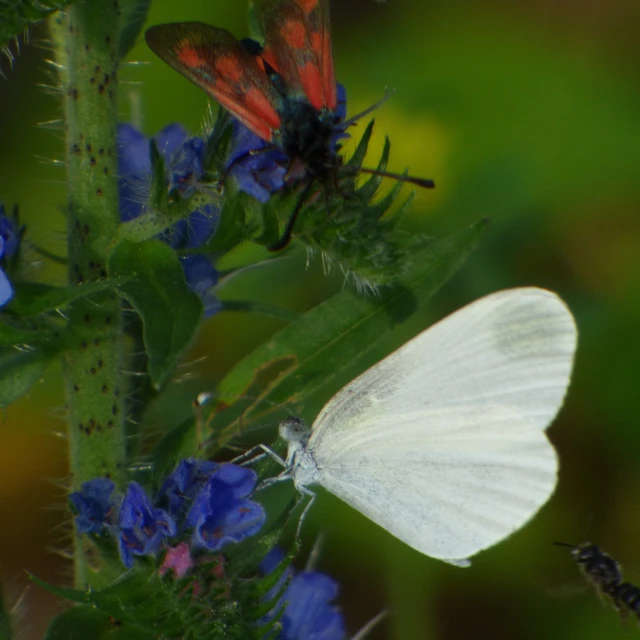 Leptidea sinapis - mustárlepke