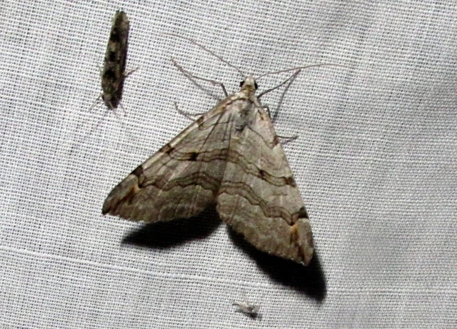 Aplocera efformata/plagiata