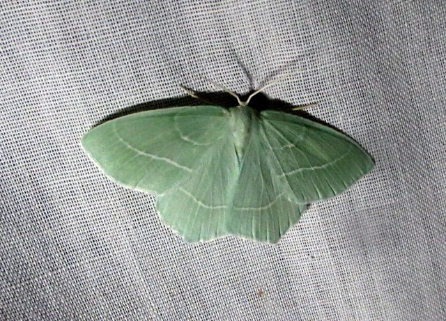 Hemistola chrysoprasaria - kékes zöldaraszoló