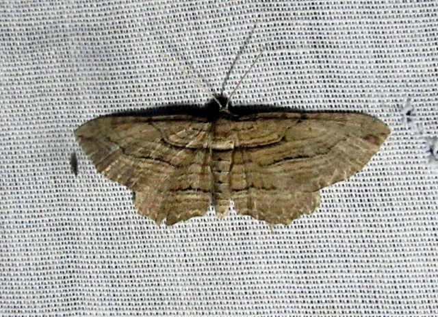 Horisme corticata - barna iszalagaraszoló