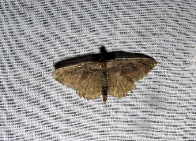Philereme transversata - varjútövis-araszoló