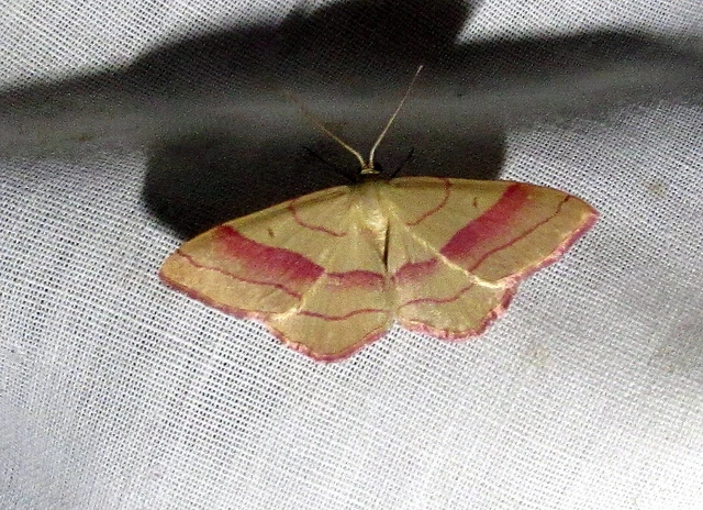 Rhodostrophia vibicaria - pirosszélű araszoló