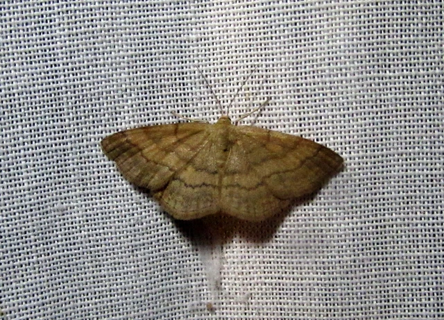 Scopula rubiginata - réti pirosaraszoló