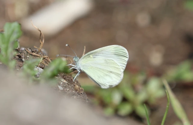 Leptidea sinapis - mustárlepke